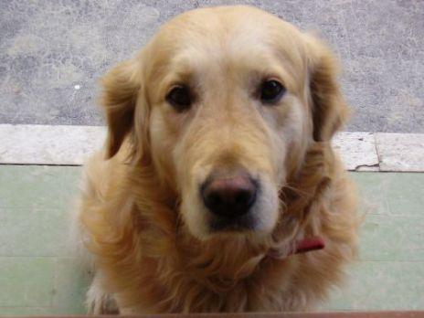 Golden Retriever schaut neugierig in die Kamera